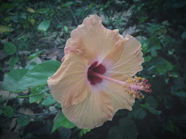 Close-up of hibiscus blooming outdoors