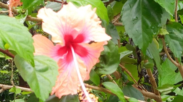 Close-up of hibiscus blooming outdoors