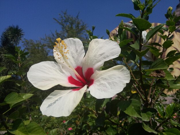 Foto prossimo piano di un ibisco in fiore in un parco