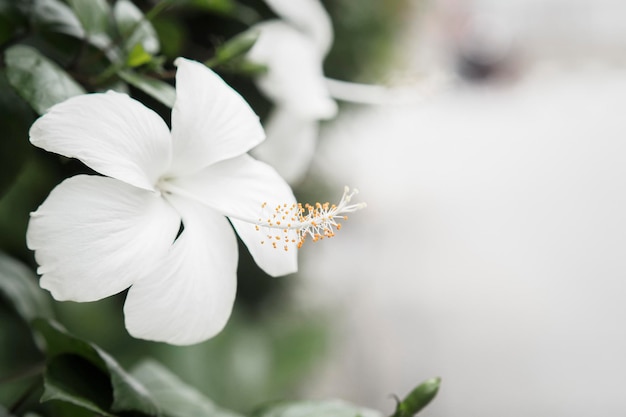 コピー スペースでハイビスカスの花を閉じる