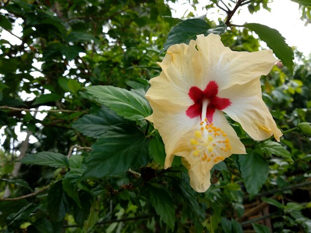 Close-up of hibiscus flower