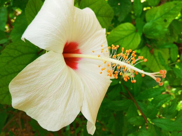 Foto prossimo piano del fiore di ibisco