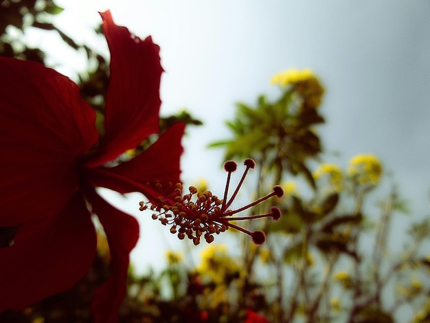 Close-up of hibiscus growing in field