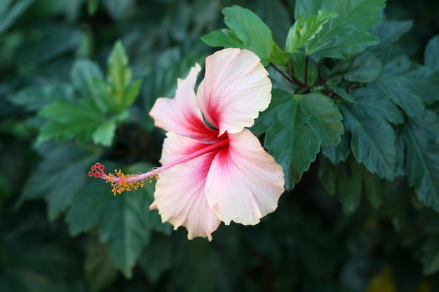 Photo close-up of hibiscus