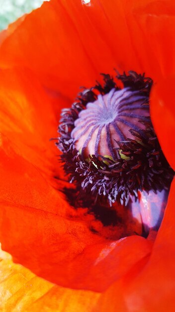 Close-up of hibiscus