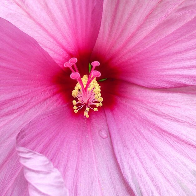 Photo close-up of hibiscus