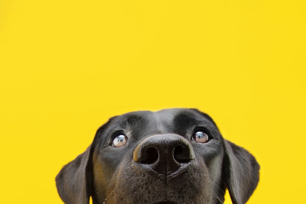 Close-up hide black labrador dog isolated on yellow colored