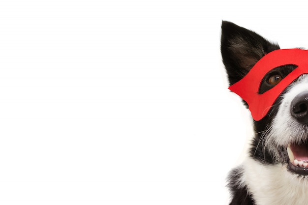 Close-up hide dog super hero costume for carnival or halloween party wearing a red mask.