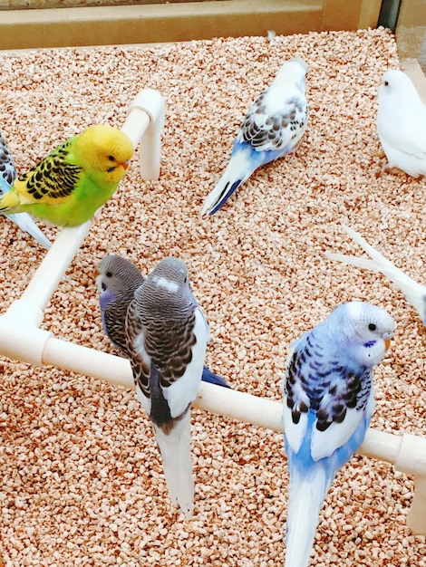 Close-up high angle view of birds on railing