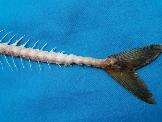 Photo close-up and high angle view of dead fish