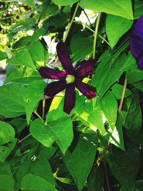 Photo close-up high angle view of flower and leaves