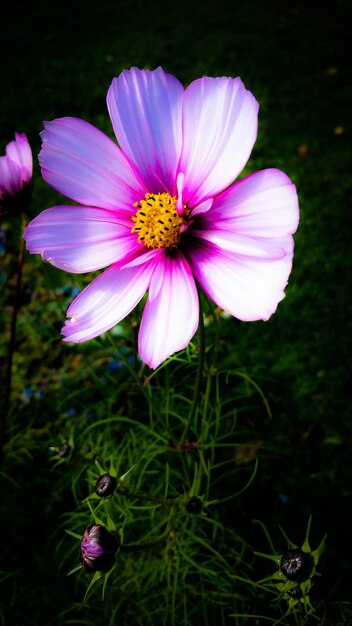 Photo close-up high angle view of flower