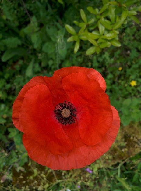 Close-up high angle view of flower