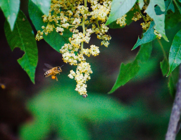 Foto vista ravvicinata ad alto angolo dei fiori sulla pianta