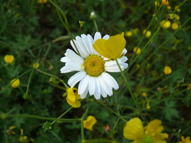 Close-up high angle view of flowers