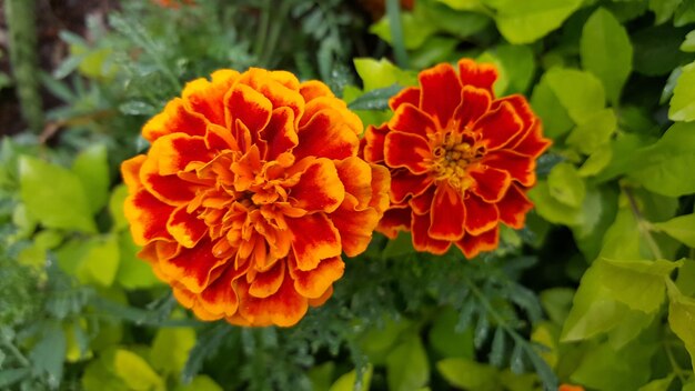 花のクローズアップのハイアングルビュー