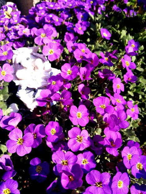 Close-up high angle view of flowers