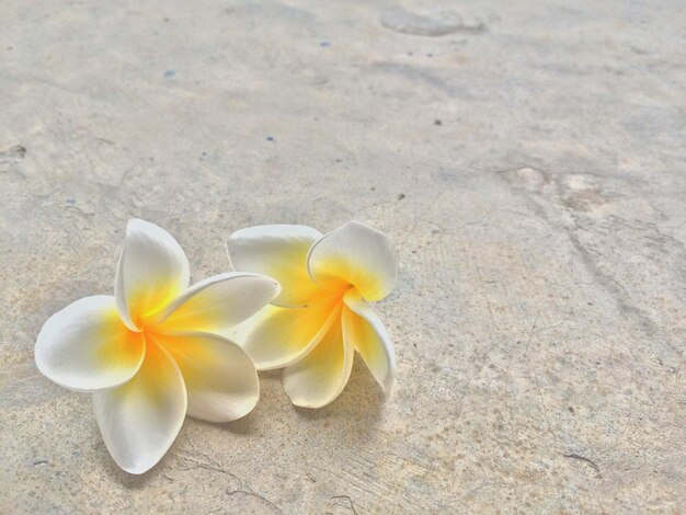 Close-up high angle view of frangipani