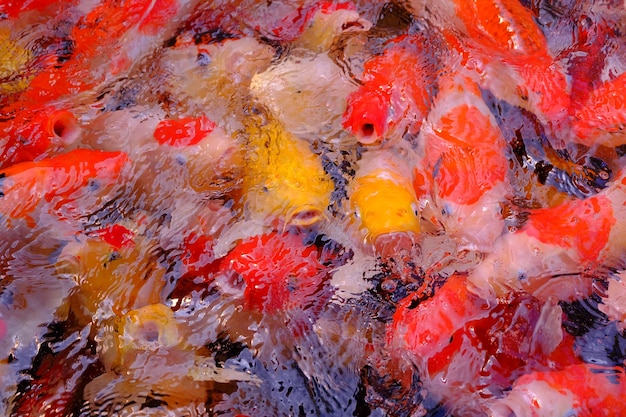 Close-up high angle view of koi carps swimming in pond