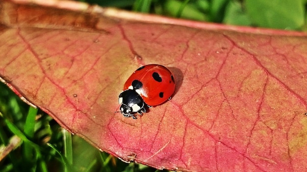 Foto vista ravvicinata ad alto angolo della coccinella sulla foglia