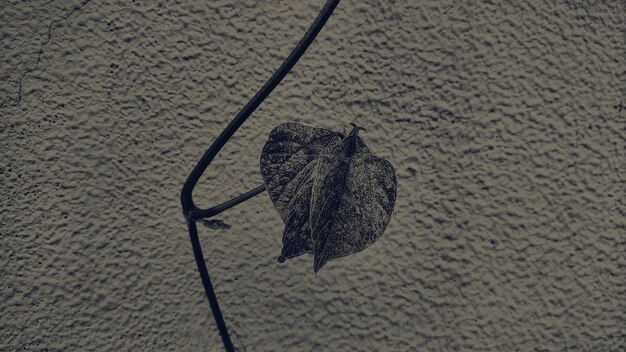 Photo close-up high angle view of leaf