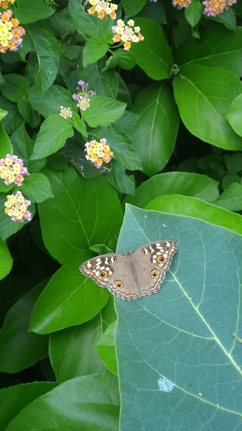 Фото Близкий вид бабочки на листе под высоким углом