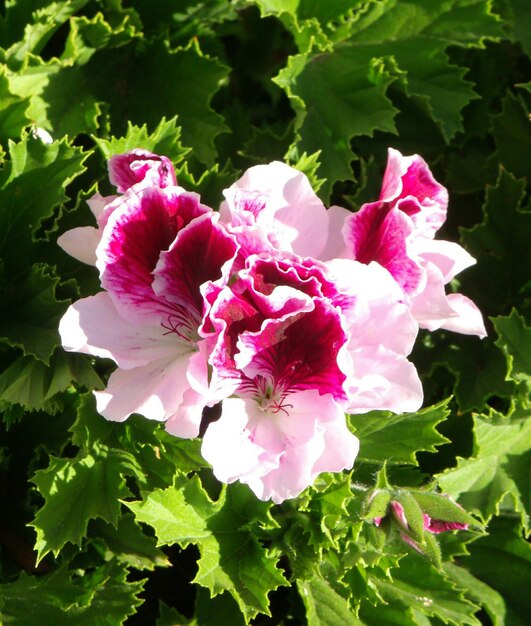 Photo close-up high angle view of pink flowers