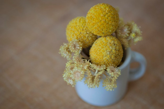 Photo close-up high angle view of plant in cup