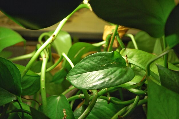 Close-up high angle view of plant