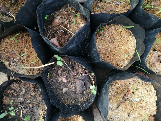 Close-up high angle view of plants