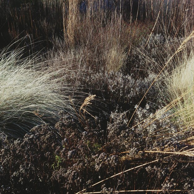 Close-up high angle view of plants