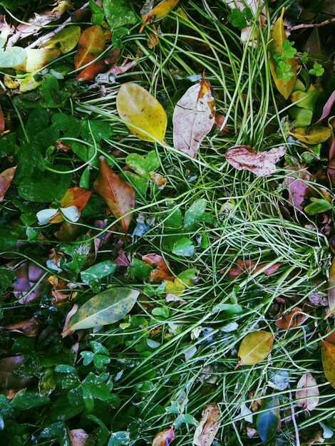 Close-up of high angle view of plants