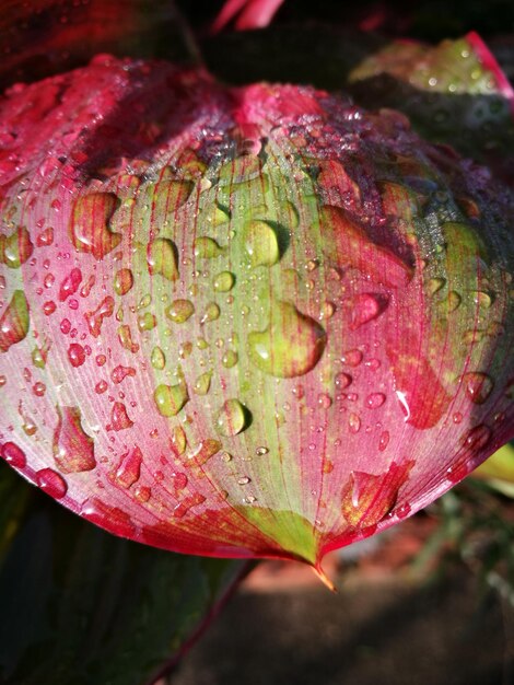 Photo close-up high angle view of raindrops on leaf