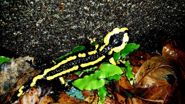 Foto vista ravvicinata ad alto angolo del serpente