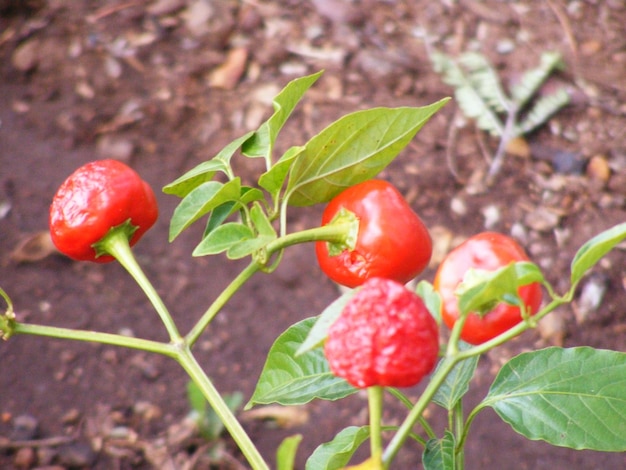 トマトの植物のクローズアップの高角度の写真