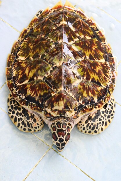 Close-up high angle view of turtle