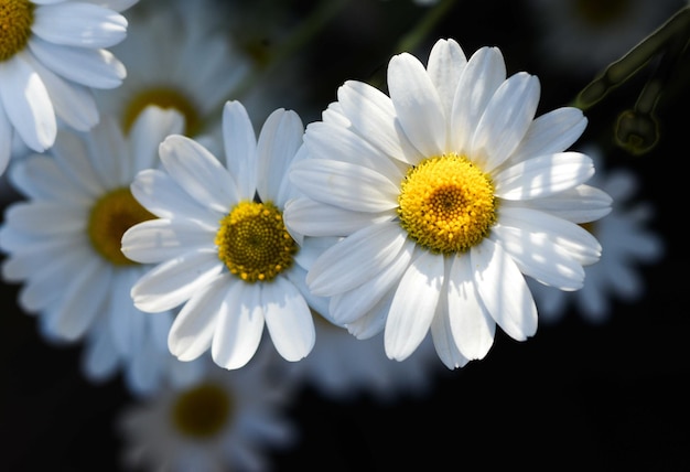 close-up high angle view of white flowers