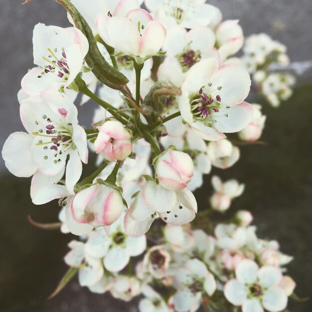 Foto vista ravvicinata ad alto angolo di fiori bianchi