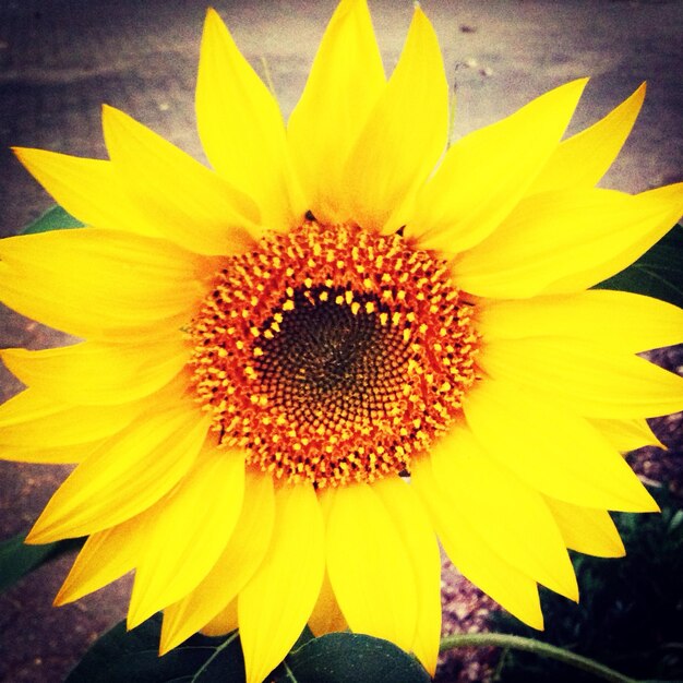 Close-up high angle view of yellow flower