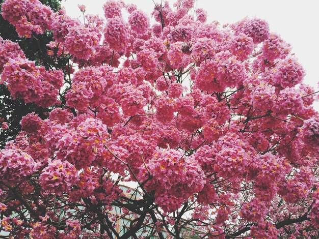 写真 花の木の高層のクローズアップ