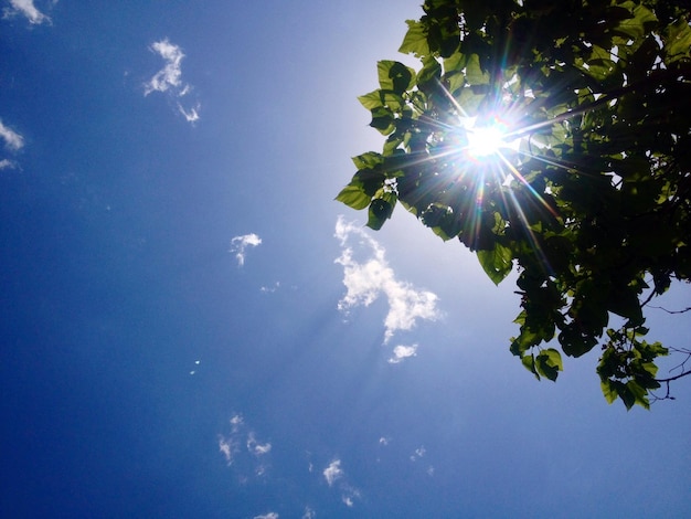 Foto close-up di una sezione alta dell'albero contro la luce solare