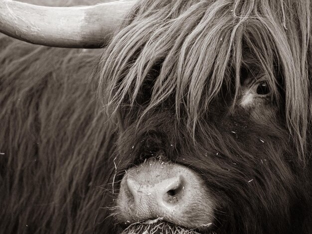 Photo close-up of a highland cattle cow