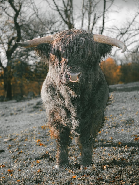 Close up of a Highland cattle in Scotland