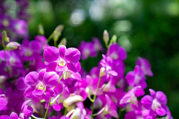 Close up highlight beautiful purple orchid in the garden