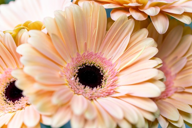 ガーベラの美しいディテールを強調したクローズアップ。花の手紙のイラスト、イベントの招待状、花の背景。