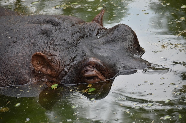 Photo close-up of hippo eye