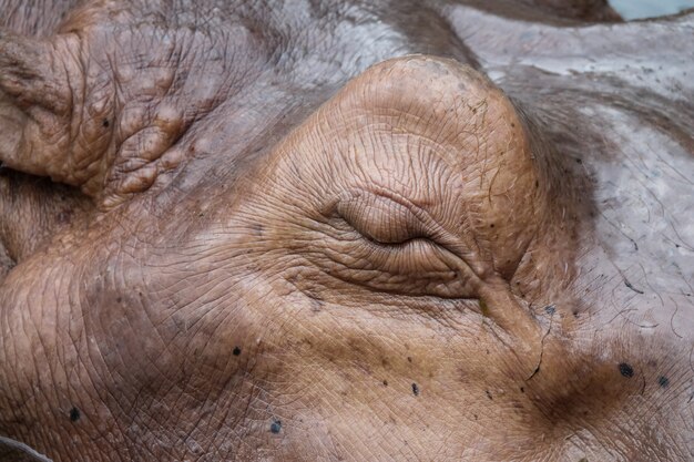 Close-up hippo eyes closing 