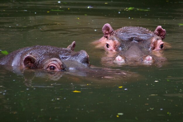 Photo close-up of hippopotamus swimming in pond