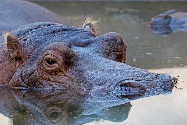 Photo close-up of hippopotamus in water