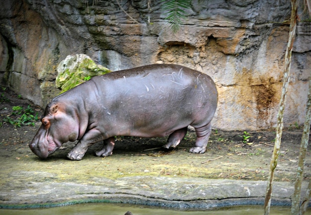 Photo close-up of hippopotamus